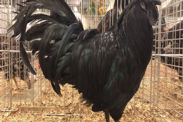 ayam cemani