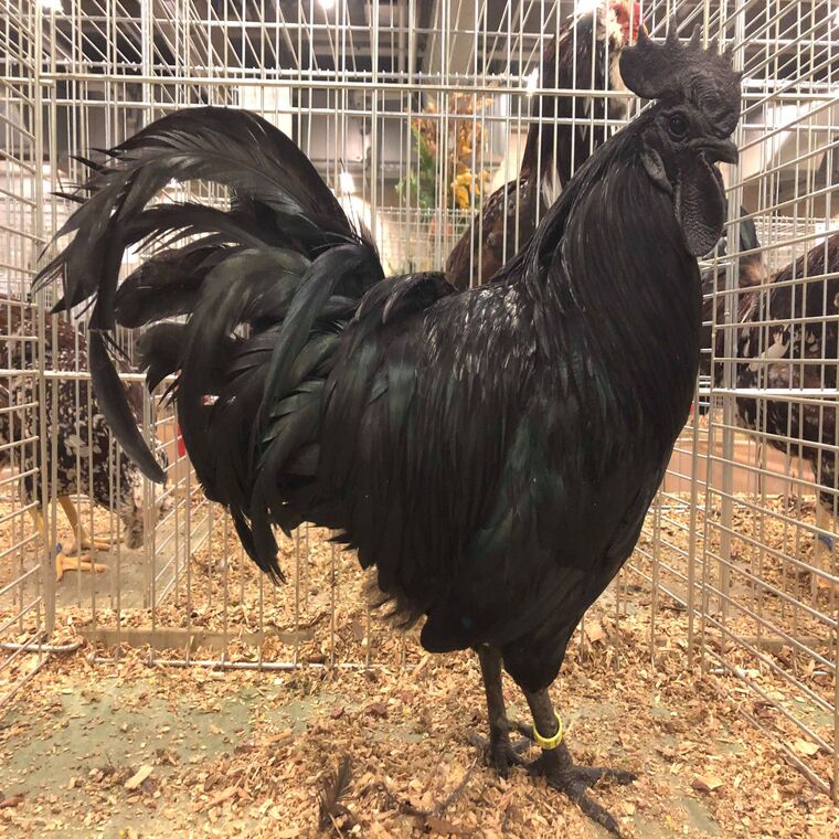 ayam cemani