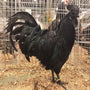 ayam cemani