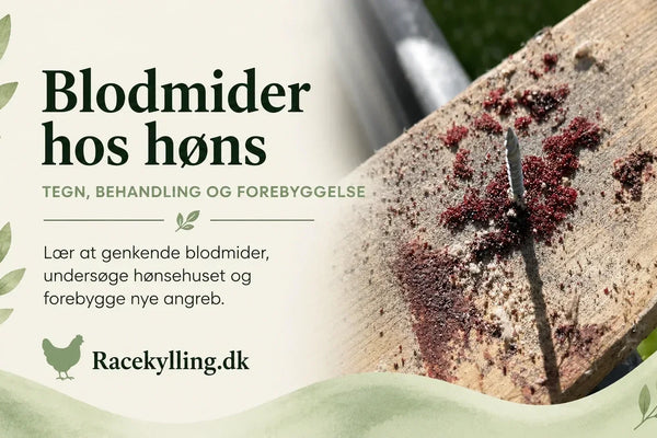 Blodmider hos høns – tegn, behandling og bekæmpelse