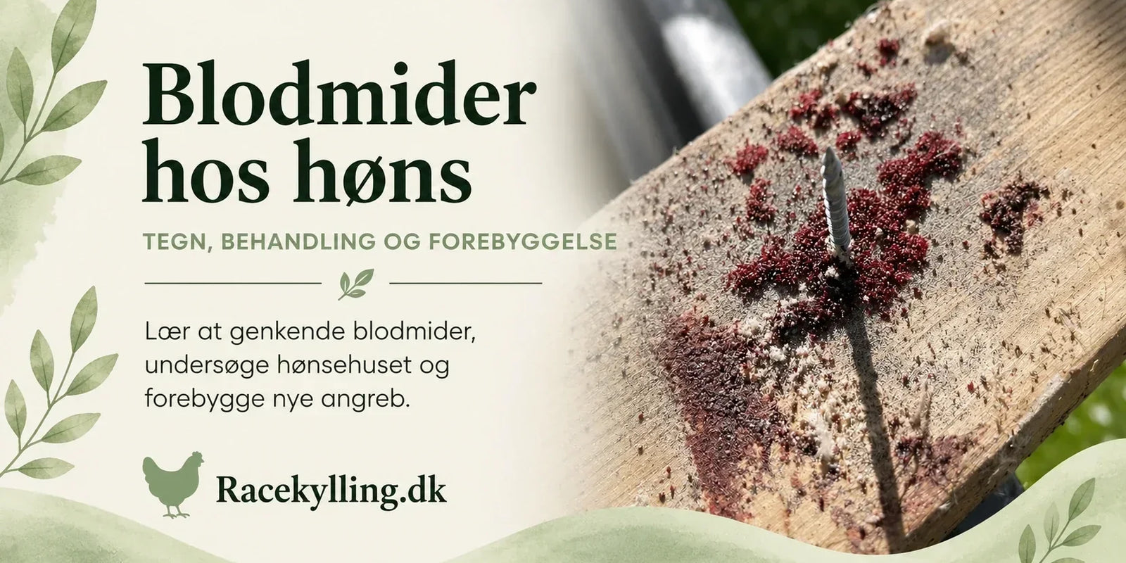 Blodmider hos høns – tegn, behandling og bekæmpelse