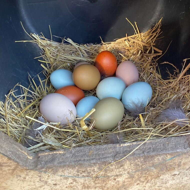 Hønseæg i farver - Blå Grønne Chokolade og hvide æg