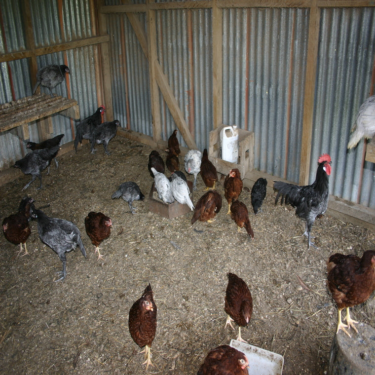 Introducere nye kyllinger eller høns til den eksisterende flok