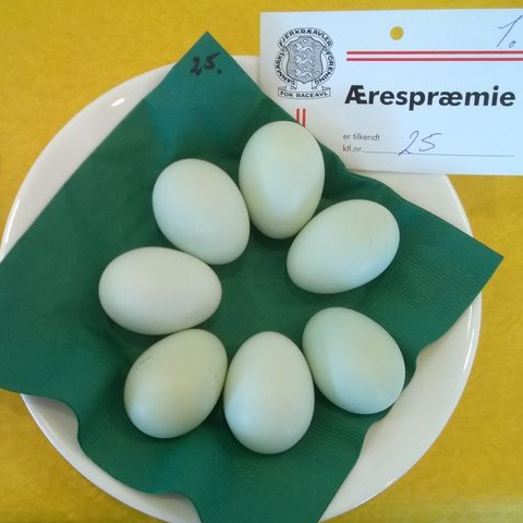 Rugeæg - Blå Araucana - Racekylling.dk