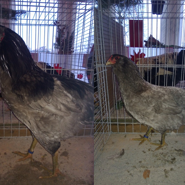 Rugeæg - Blå Araucana - Racekylling.dk