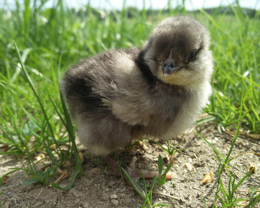 Araucana - Kyllinger - Racekylling.dk