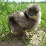 Araucana - Kyllinger - Racekylling.dk